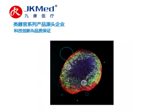 类器官